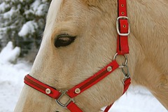 2011_Calibur_1207a