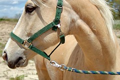 2011_Calibur_DSC_0256