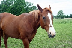 LadyGrace_0049