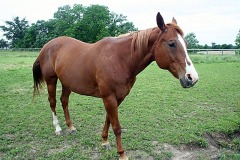 LadyGrace_0051