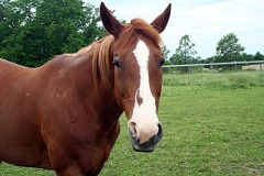 LadyGrace_0052